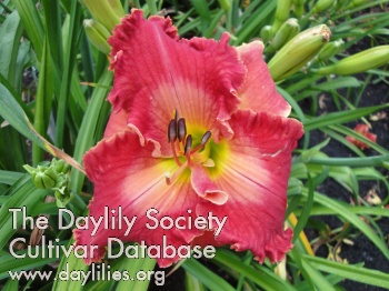 Daylily Chocked Full of Color